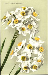 Poet's Narcissus Flowers Postcard Postcard