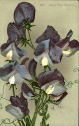 Sweet Peas Purple Flowers Postcard Postcard