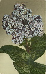 Heliotrope Postcard