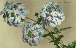 Verbena Flowers Postcard Postcard