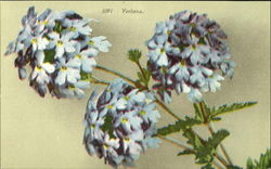 Verbena Flowers Postcard Postcard