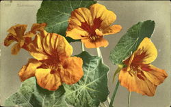 Nasturtium Flowers Postcard Postcard