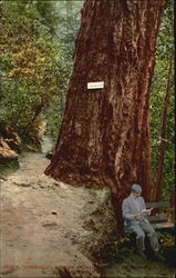 Roosevelt Big Tree At Shasta Springs California Postcard Postcard