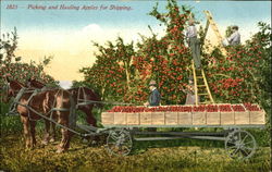 Picking And Hauling Apples For Shipping Fruit Postcard Postcard