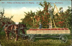 Picking And Hauling Apples For Shipping Spokane, WA Postcard Postcard