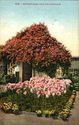 Bougainvillea Vine And Amaryllis Flowers Postcard Postcard