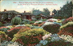 Flowers Will Grow Like This For You In California Postcard Postcard