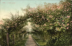 A Rose Arbor Flowers Postcard Postcard