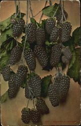 Mammoth Black Barrie Fruit Postcard Postcard