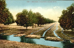 Irrigating A California Orange Grove Postcard