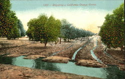 Irrigating A California Orange Grove Postcard