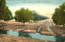 Irrigating A California Orange Grove Postcard