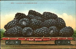 A Carload Of Blackberries Fruit Postcard Postcard