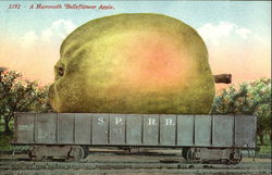 A Mammoth Belleflower Apple Exaggeration Postcard Postcard