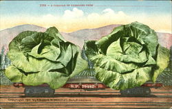 A Carload Of Cabbages Vegetables Postcard Postcard