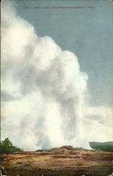 The Giant, Yellowstone National Park Postcard Postcard