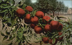 How Red Apples Grow In Oregon Postcard