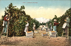 Picking Orange Postcard