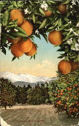 California Orange Groves Postcard