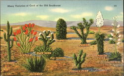 Many Varieties Of Cacti Of The Old Southwest Cactus & Desert Plants Postcard Postcard