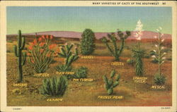 Many Varieties of Cacti of the Southwest Cactus & Desert Plants Postcard Postcard