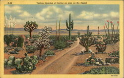 Various Species Of Cactus As Seen On The Desert Postcard