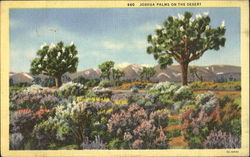 Joshua Palms on the Desert Postcard