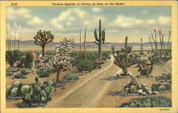 Various Species Of Cactus As Seen On The Desert Cactus & Desert Plants Postcard Postcard