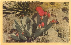 Beavertail Cactus In Bloom Postcard