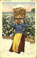 Drying Cotton Postcard