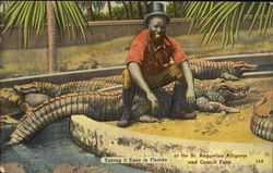 St. Augustine Alligator and Ostrich Farm Alligators Postcard Postcard