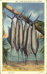 A Fine Catch Of Sil-Fish Florida Postcard Postcard