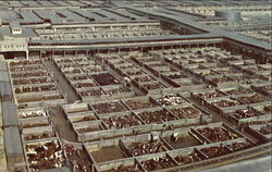 Union Stock Yards, Chicago Postcard