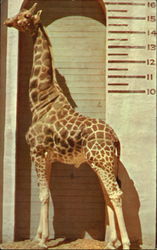 Uganda Giraffe San Diego, CA Postcard Postcard