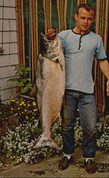 Chinook Salmon Ilwaco, WA Postcard Postcard