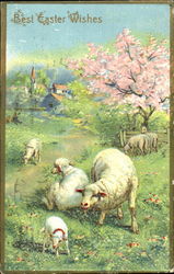 Pastoral Scene with Sheep Postcard