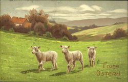 Three Lambs With Lambs Postcard Postcard