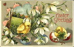 Chicks with White Flowers With Chicks Postcard Postcard