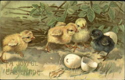 Three yellow chicks and one black chick Postcard