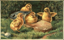 Four chicks, one tucked into sandal Postcard