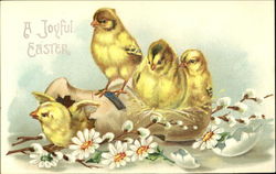 Four chicks in a wooden shoe Postcard