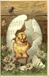 Fly on wall and hatching chick Postcard