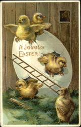 Chicks Escaping Egg With Chicks Postcard Postcard