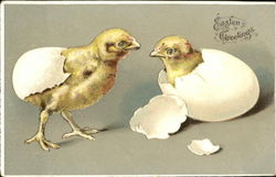 Two Hatching Chicks With Chicks Postcard Postcard