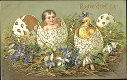 Baby hatching from egg next to hatching chick With Chicks Postcard Postcard