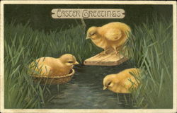 Three yellow chicks With Chicks Postcard Postcard