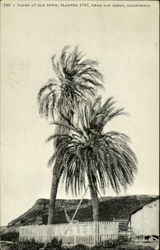 Palms At Old Town Postcard