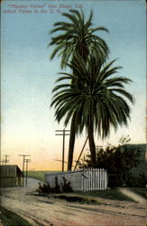 "Mission Palms" San Diego, Cal Postcard