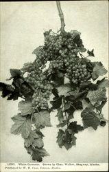 White Currants Postcard