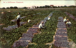 In a california Vineyard Postcard